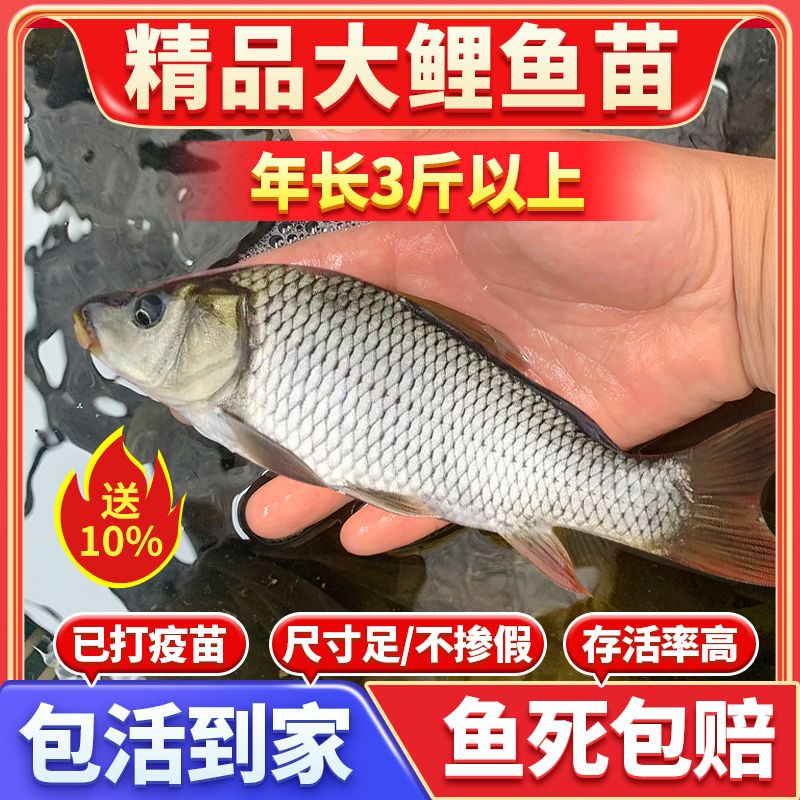正宗鲤鱼苗红尾满甲建鲤重庆养殖稻花田黑鲤黄肉鲤宠物观赏鱼批发