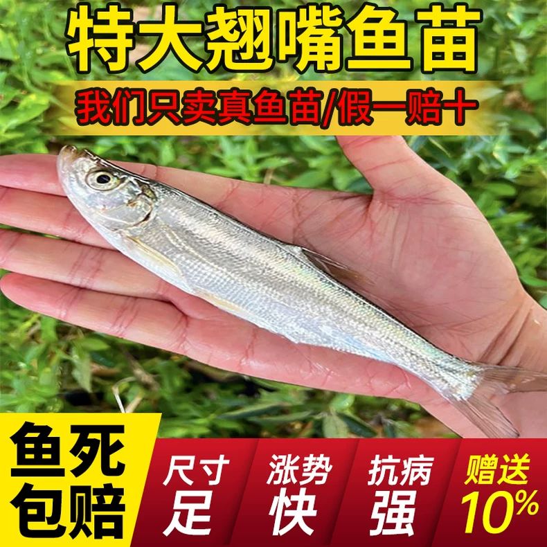 特大翘嘴鱼苗米级翘壳红鲌大白刁条重庆冷淡水养殖路亚宠物观赏鱼