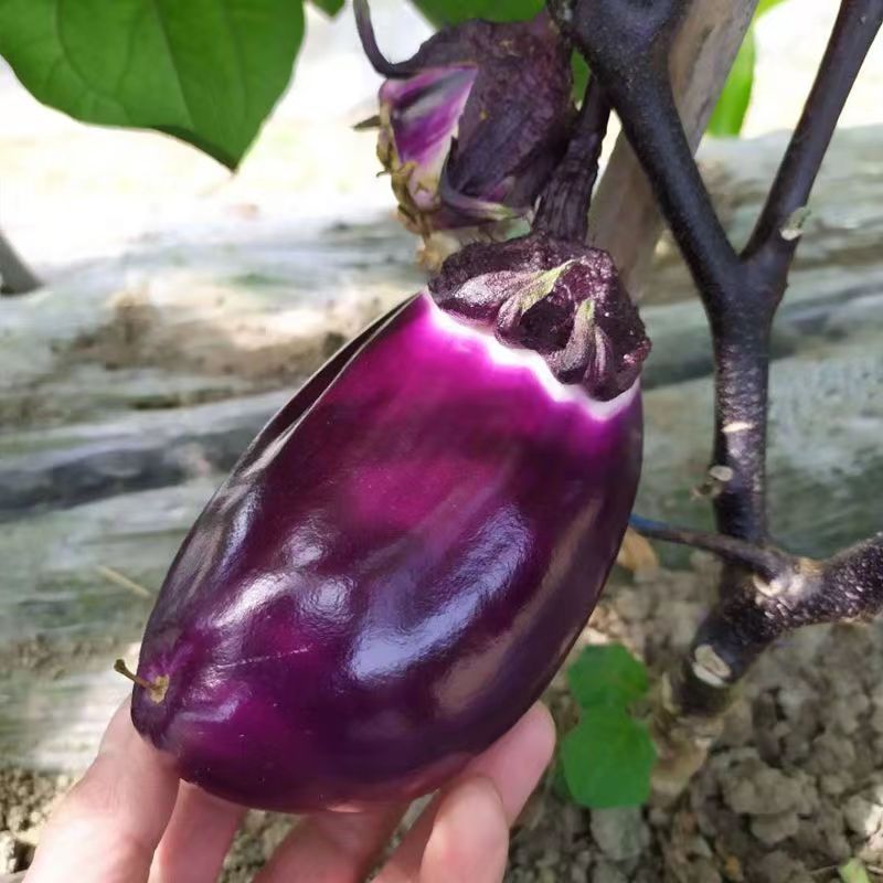 贵州特产— 农户露天自种新鲜采摘蔬菜茄子