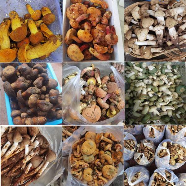 贵州高原—可食用野生菌、鸡纵菌、新鲜菌类当天采摘当天发货1斤