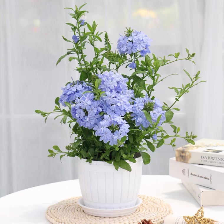 蓝雪花大苗小苗花卉白雪花红雪花绿植盆栽爬藤花开不断庭院净化空