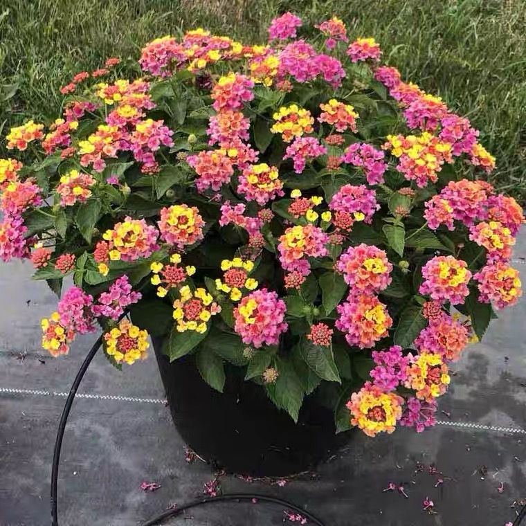 五色梅花卉盆栽庭院花园植物马缨丹耐热耐晒花开不断花期长易爆盆