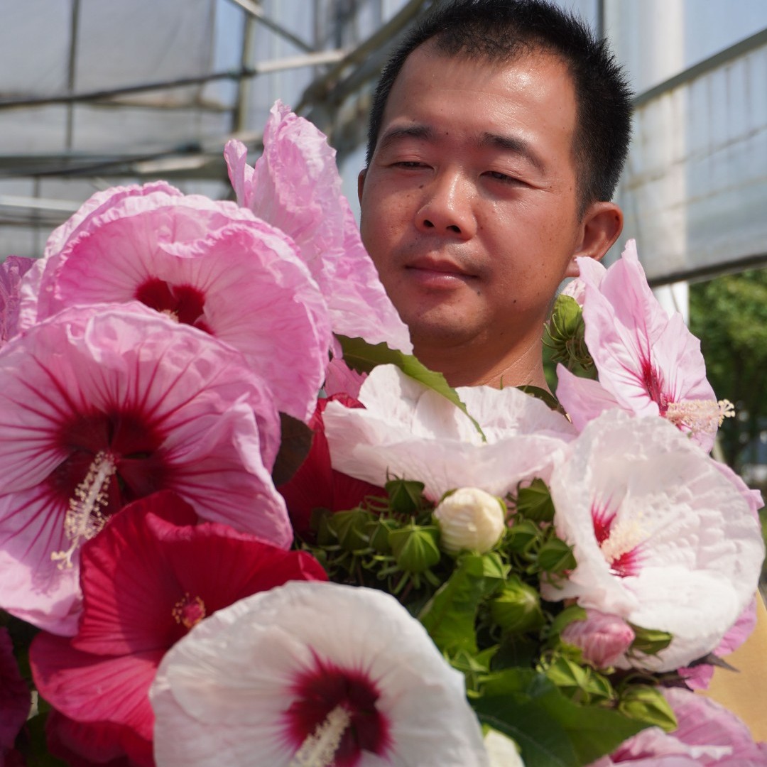大花芙蓉葵系列 庭院花园阳台绿植多年生宿根花卉【小苗/杯苗发货】