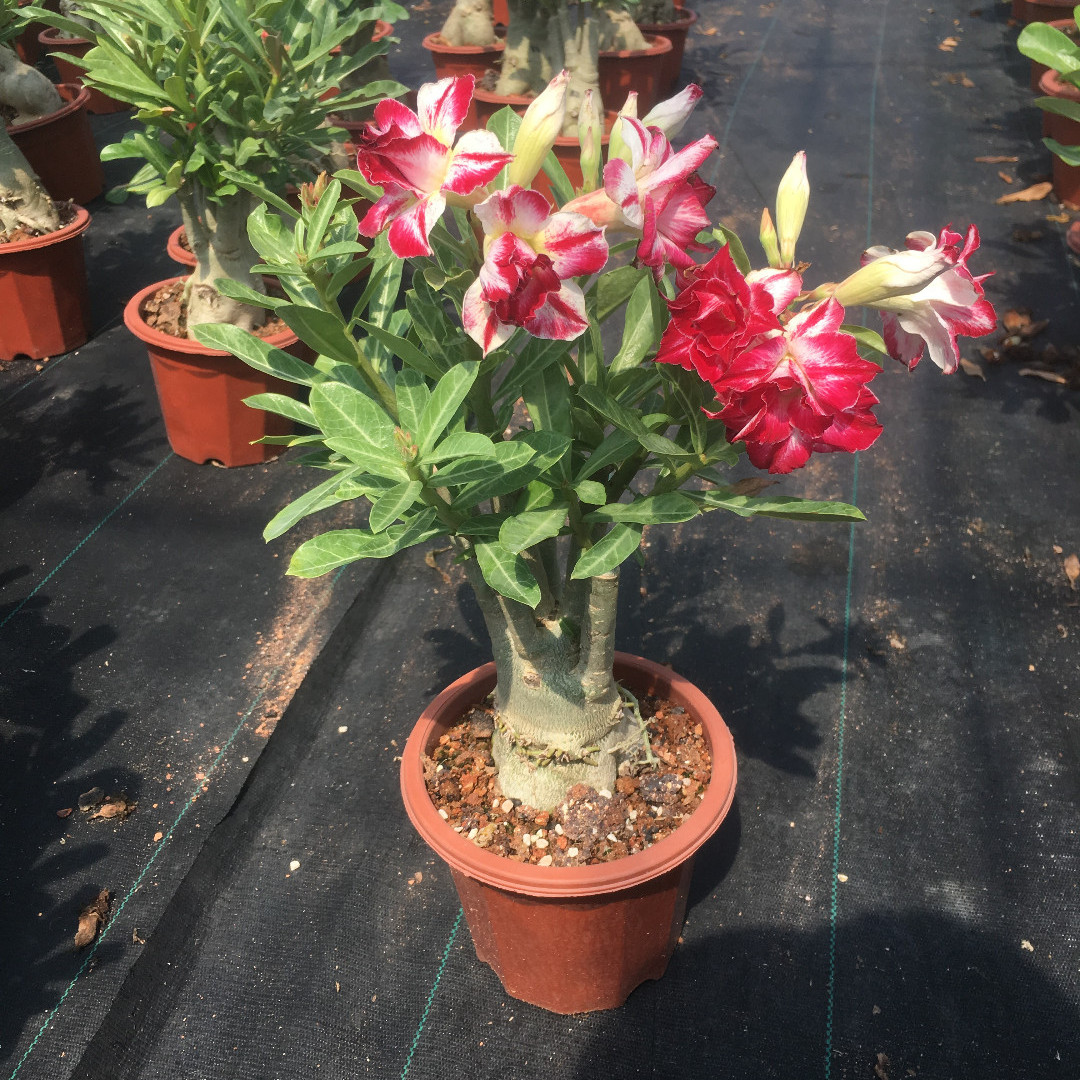 沙漠玫瑰四季开花植物盆栽花卉喜阳阳台玫瑰