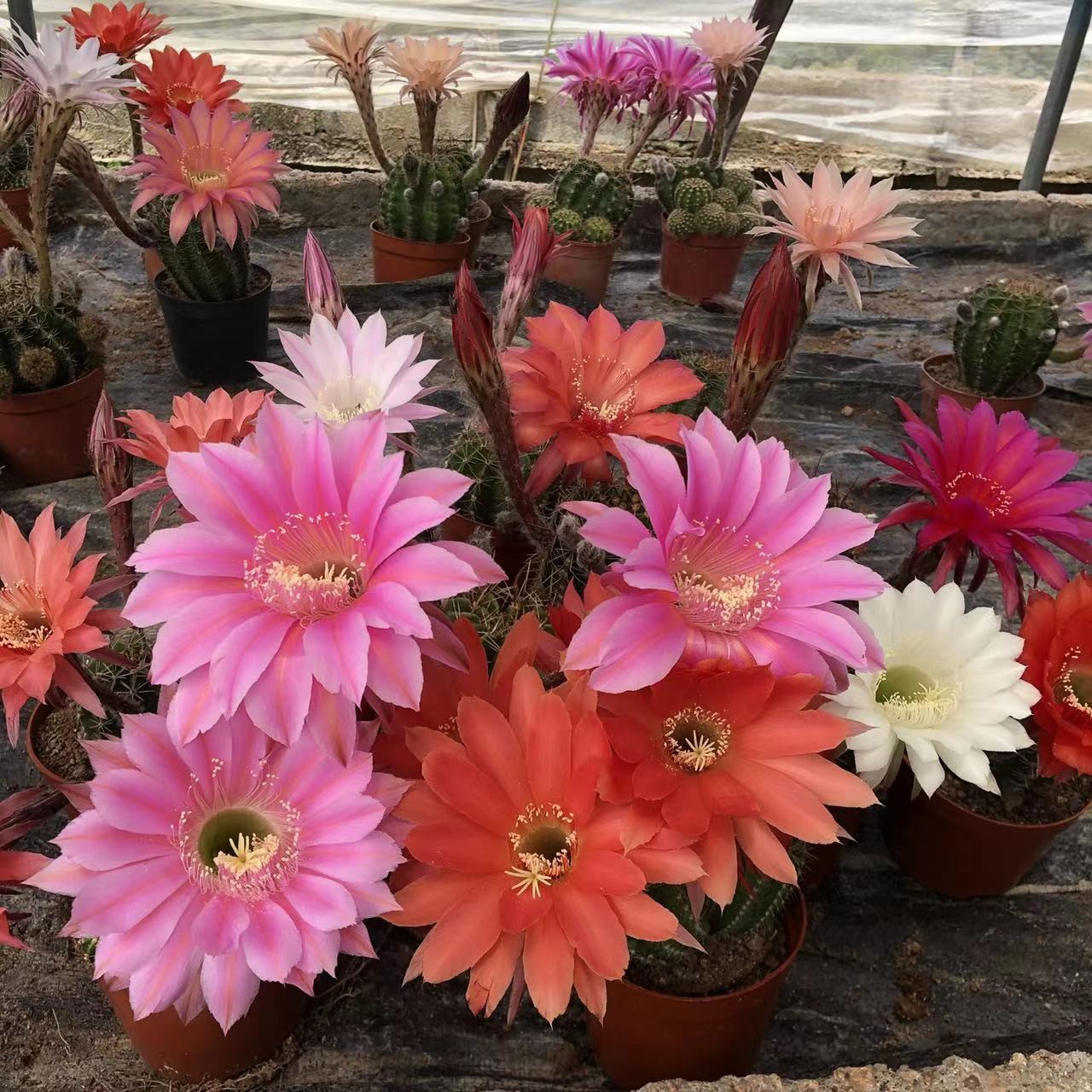 小恩园艺场直播间一物一拍链接仙人球植物盆栽庭院净化防辐射