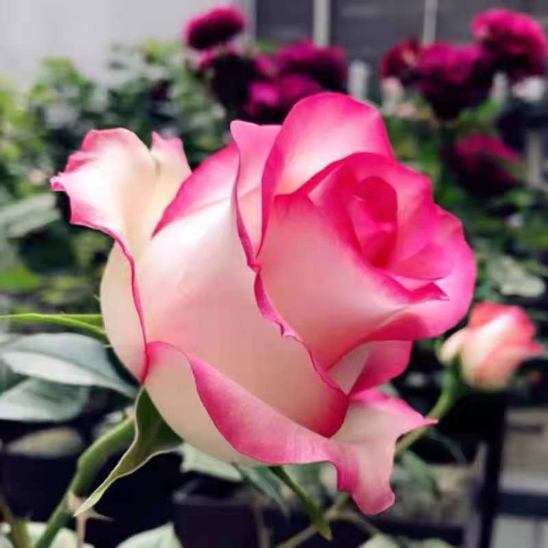 艾莎（雅奇花园）玫瑰月季花大花可切花盆栽阳台庭院月季花树苗