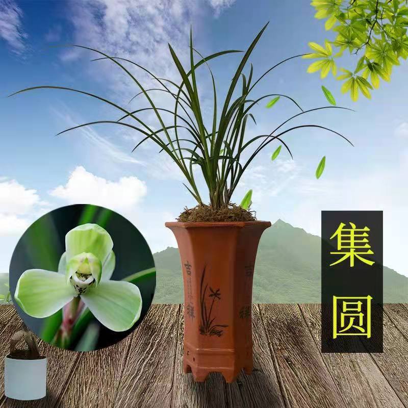 【集圆】国兰铭品美观绿植花卉盆栽客厅年宵花原盆发室内正宗兰花苗