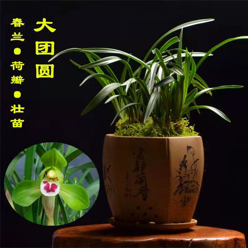【大团圆】春兰矮种荷瓣兰花苗 室内桌面绿植花卉盆栽 养兰经典名品