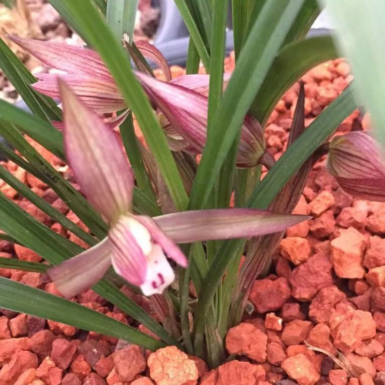 春兰，送春，恵兰、兔耳兰200