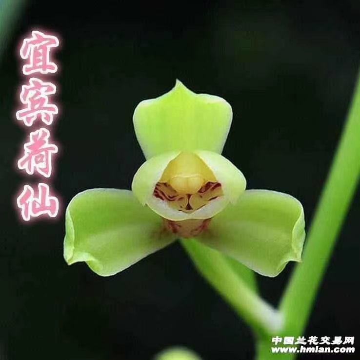 宜宾荷仙2苗建兰四季兰绿植花卉盆栽好养易花