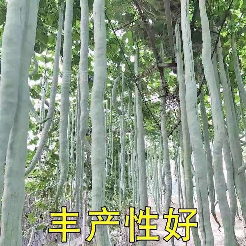 蛇豆种子蛇瓜种籽苗春夏秋四季播抗病蛇豆盆栽观赏食用蛇豆角种子