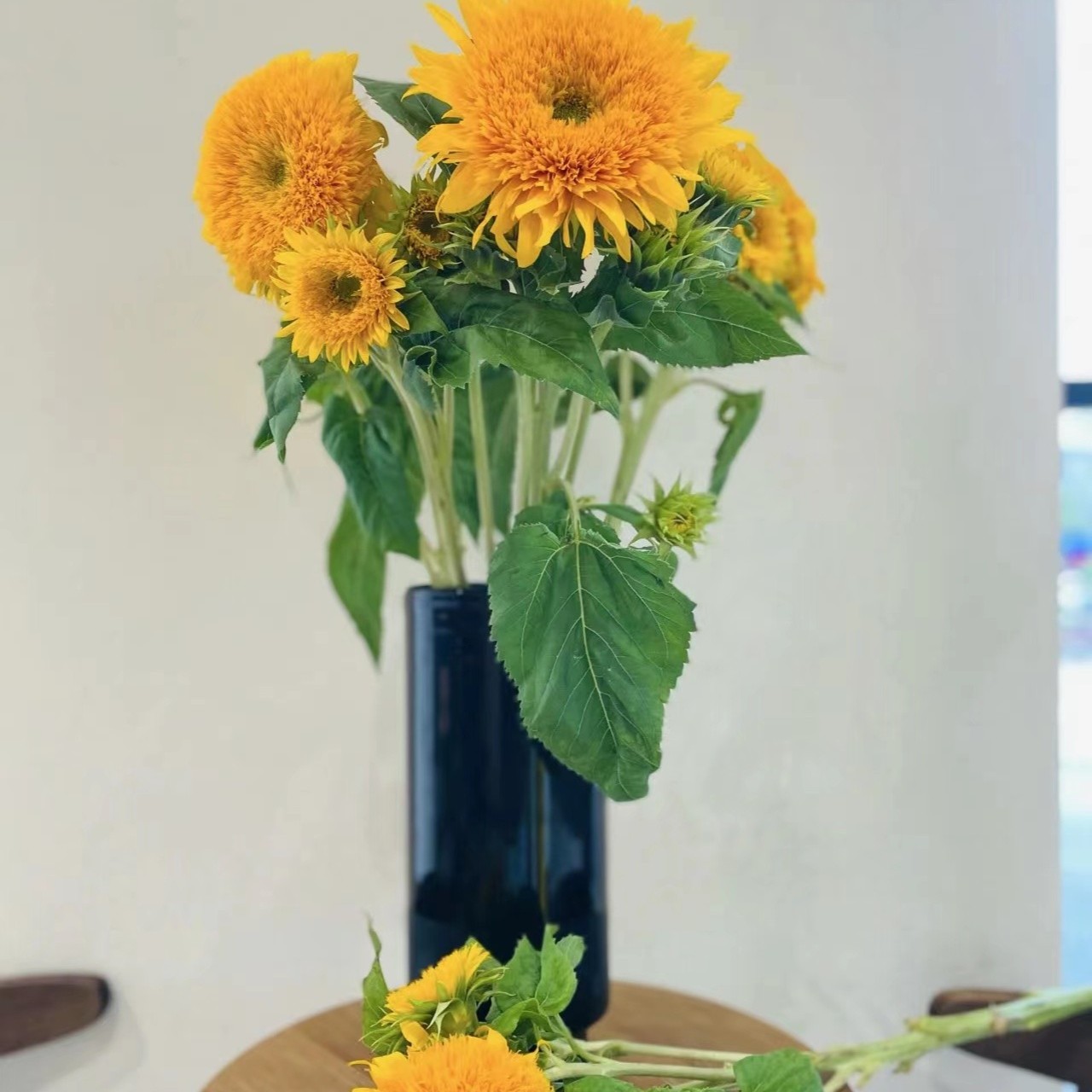  泰迪向日葵 2支鲜花    云南基地直发 