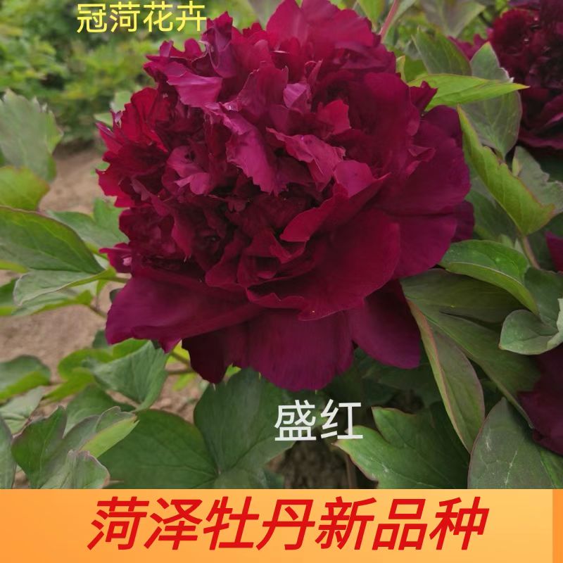 菏泽牡丹花苗新品种：盛红。紫红色丰花