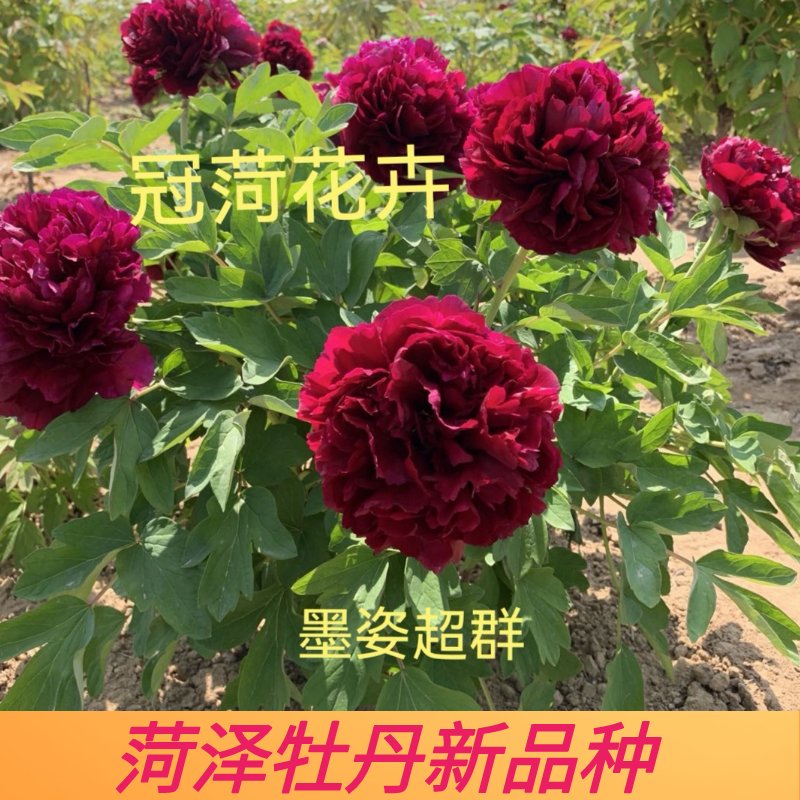 菏泽牡丹花苗新品种墨姿超群深紫红色重瓣大花盆栽庭院