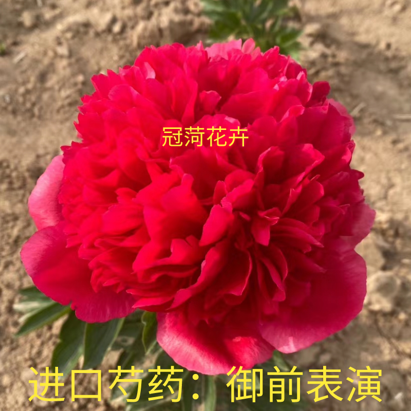 进口观赏芍药花苗：御前表演，红色丰花花卉盆栽