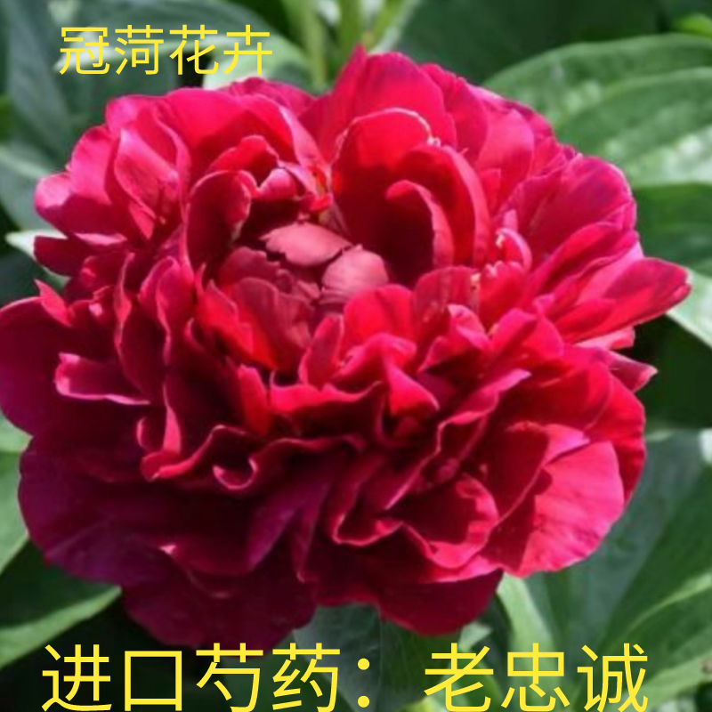 进口芍药：老忠诚深紫红色观赏芍药花苗裸根种植