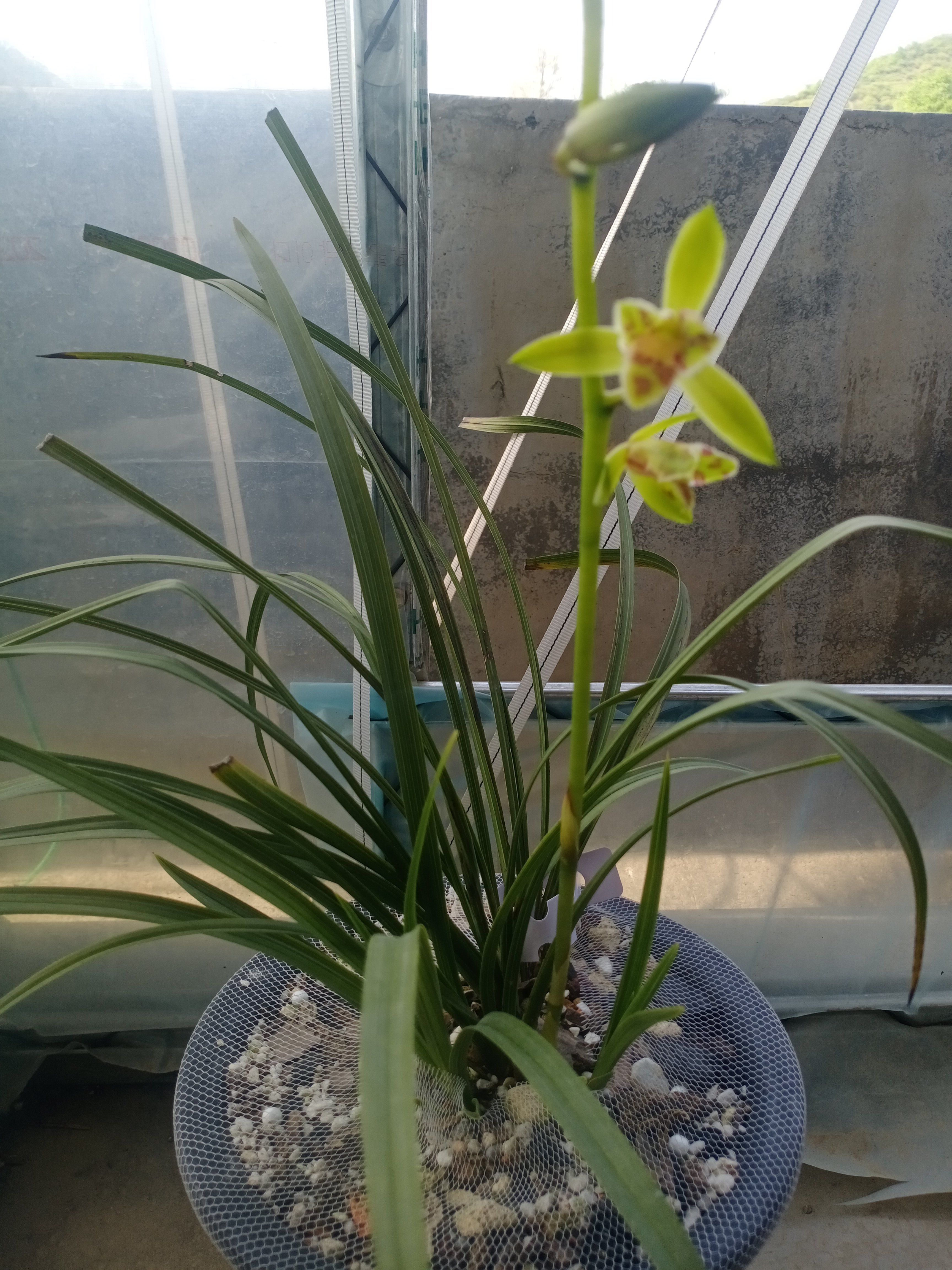 精品兰花蕙兰品种