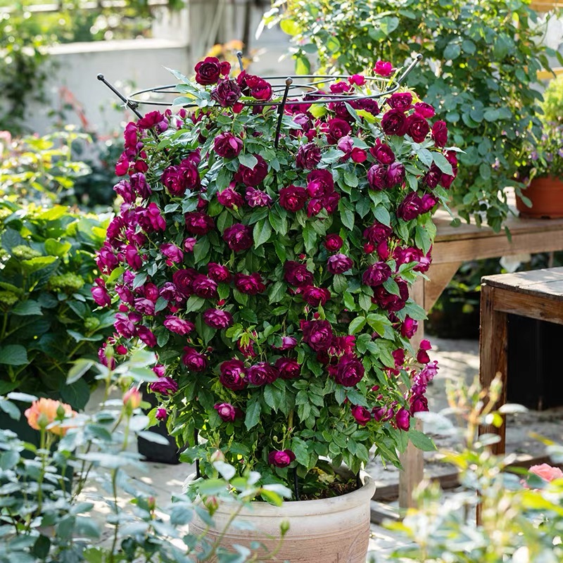 雀之舞大苗适合庭院阳台种植可爬藤可垂掉花期长花量大容易养护
