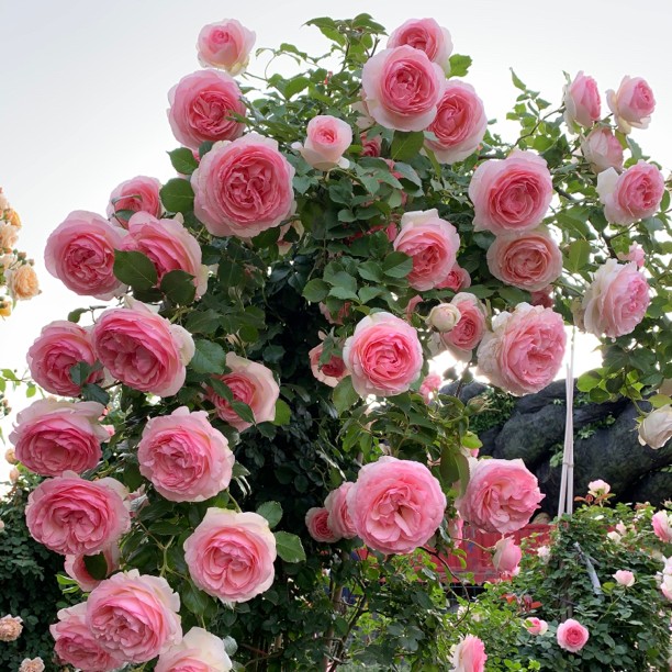 粉色龙沙宝石大苗直播间下单爬藤月季庭院阳台种植多季节开花