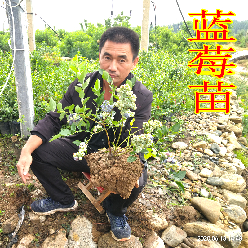 蓝莓苗盆栽地栽阳台庭院南北方种植当年结果希梅苗木带花苞蓝莓苗
