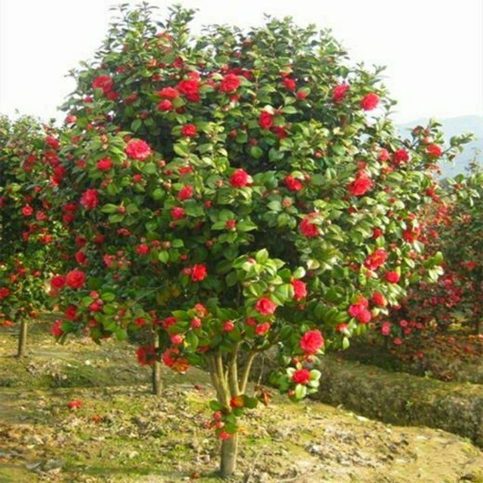 耐冬茶花，大红色花苞