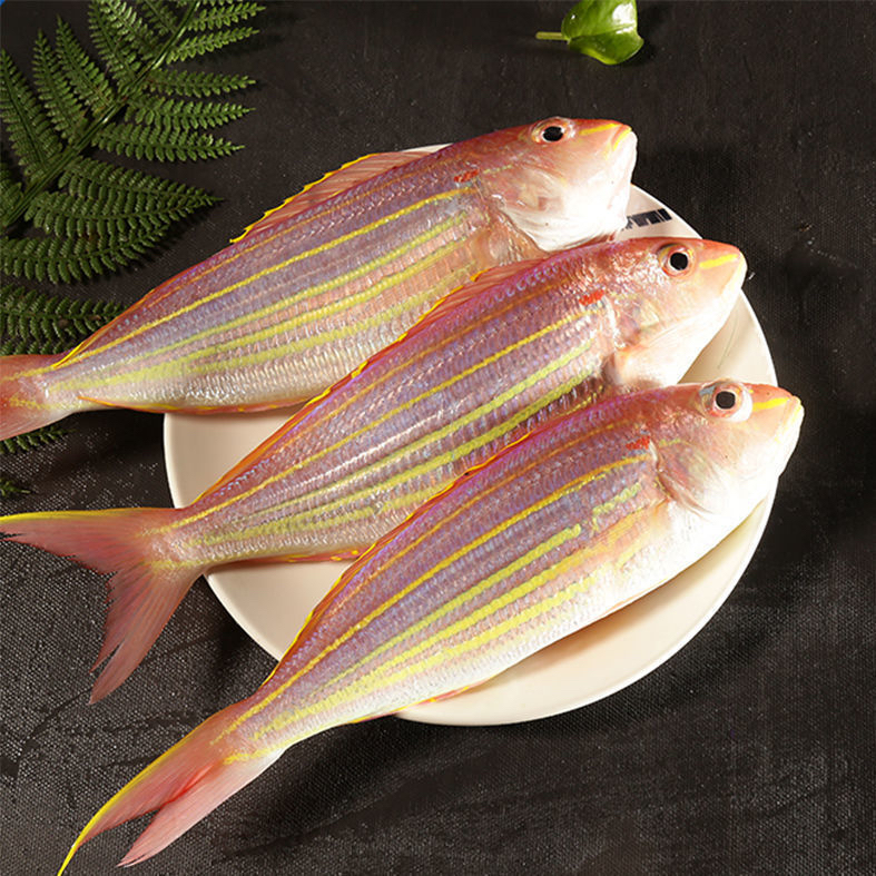 广东神泉本港金线鱼红三鱼钓鲤鱼