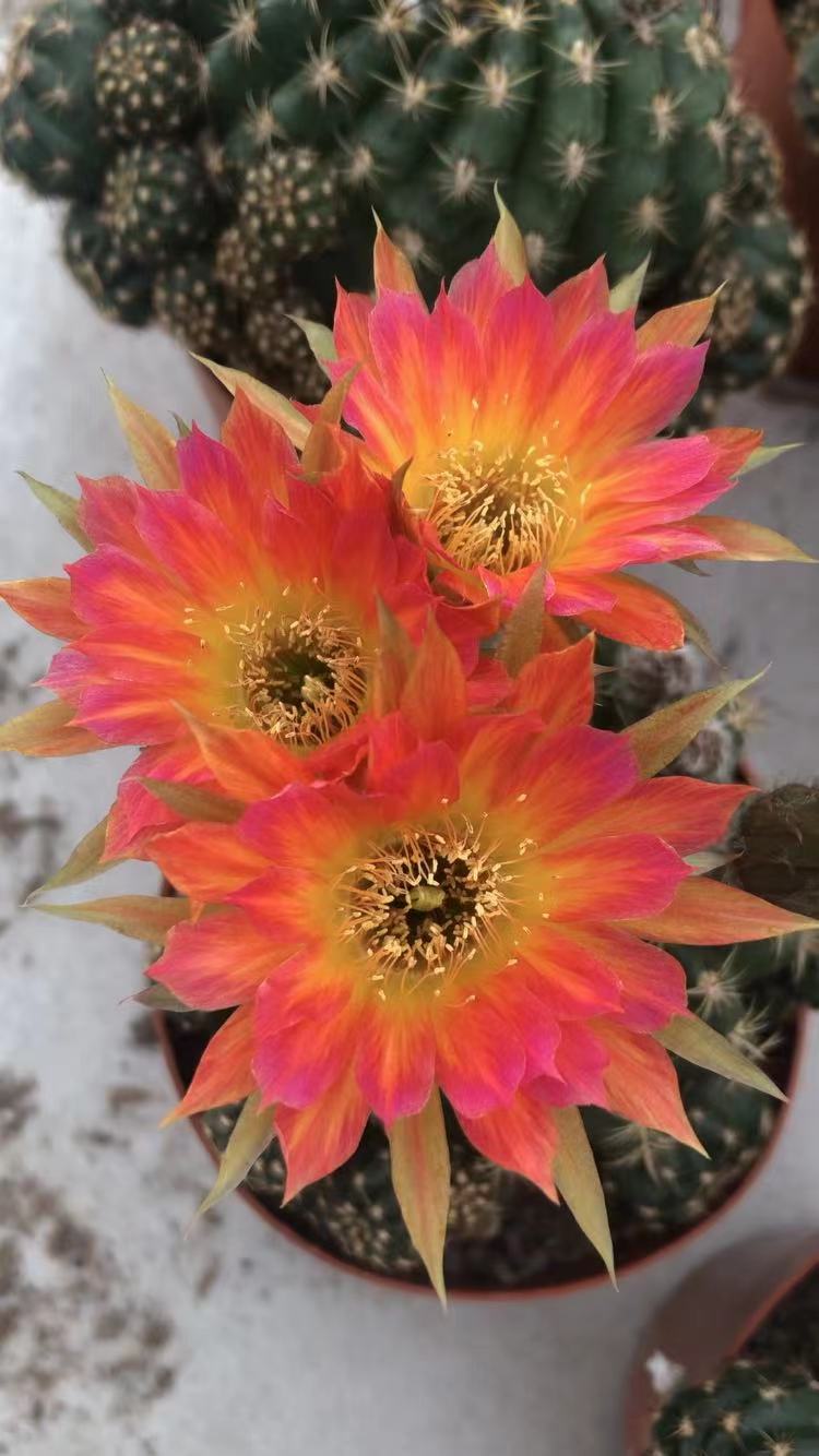 仙人球直播价格区间裸根