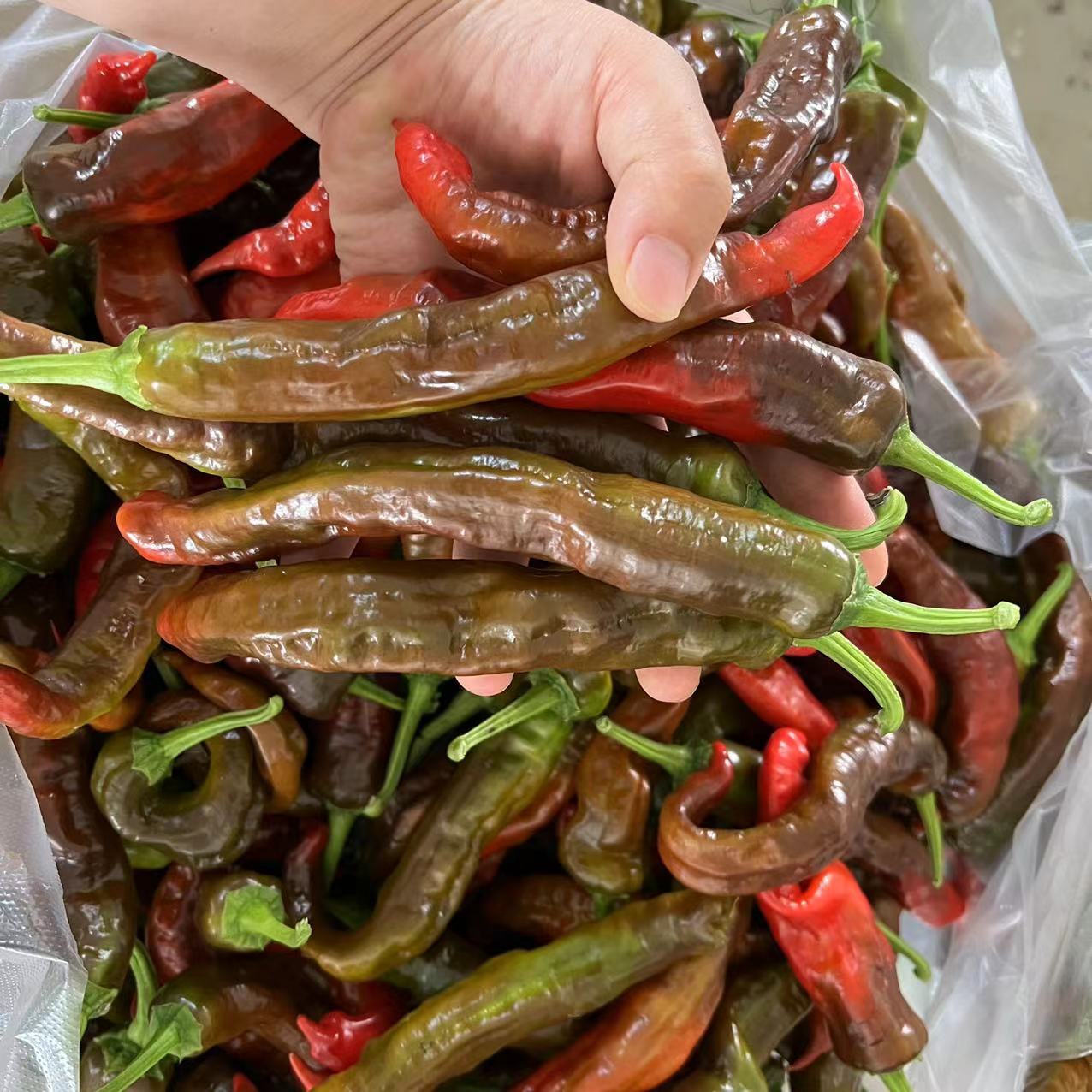 【软皮红椒 】中辣  花明楼辣美椒甜  软香 油淋辣椒