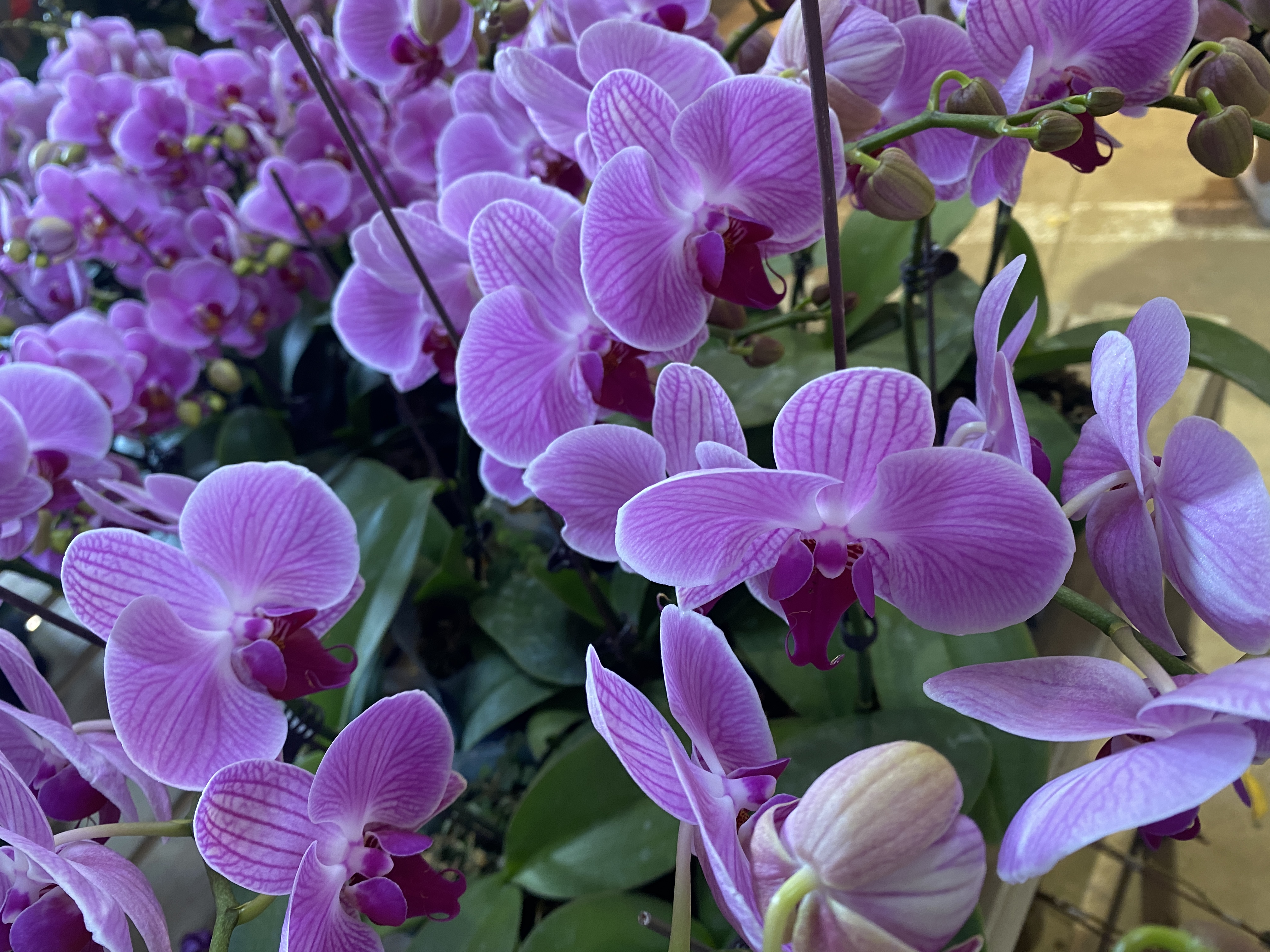 3.5寸蝴蝶兰基地直销