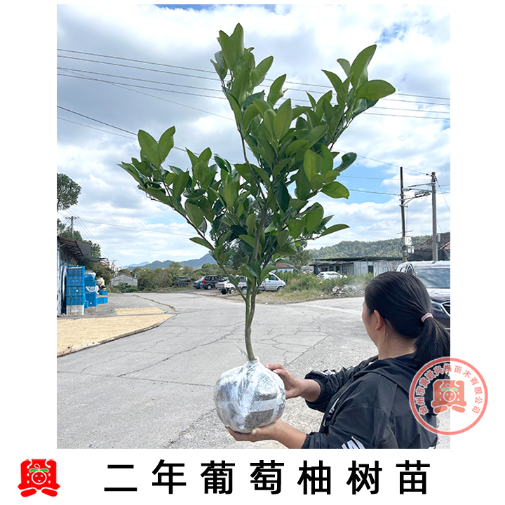 2年苗正宗嫁接葡萄柚子苗葡萄柚带土珍品发货下单修剪栽种种植