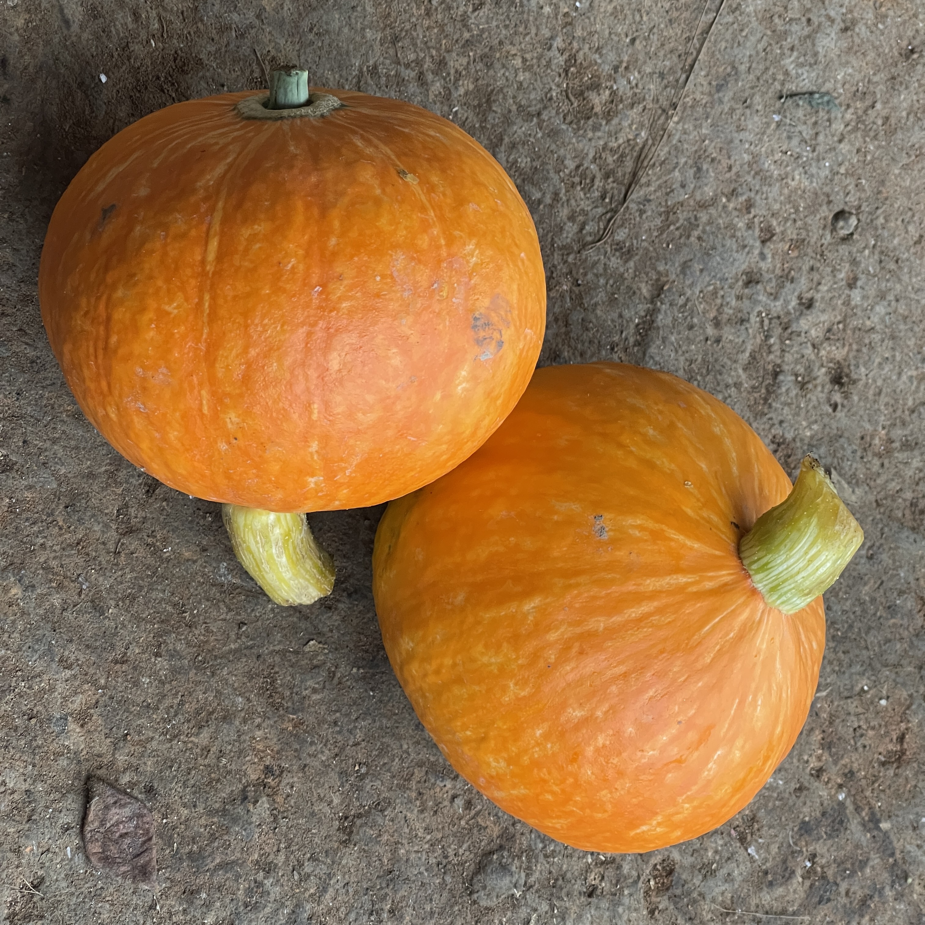 湖南邵东市 新鲜现摘 本地老西湖瓜 1个装2斤左右