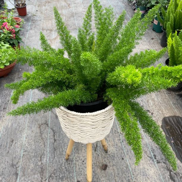 虎尾盆栽耐热耐寒庭院阳台