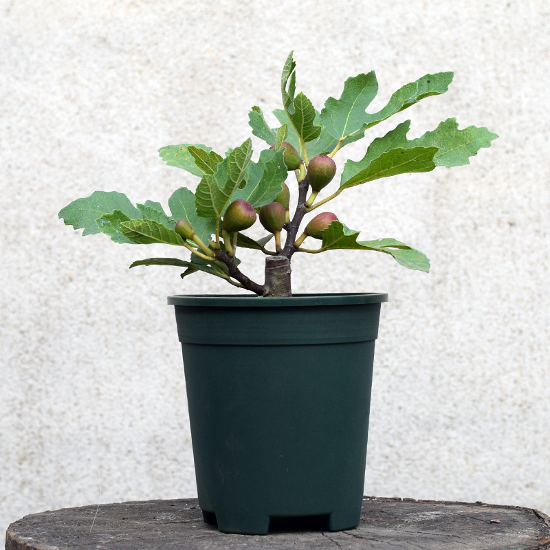 盆栽无花果树苗 芭劳奈斯特拉紫色波尔多青皮日本紫果BNR彩虹