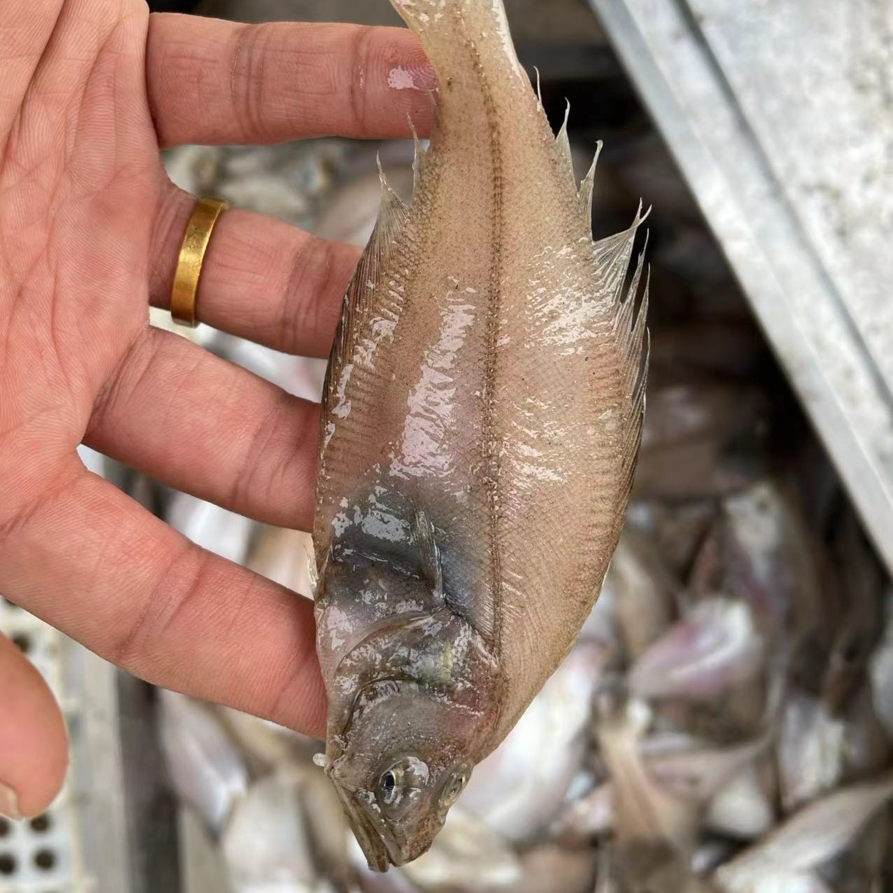 大连野生 小树叶偏口鱼 发货4斤