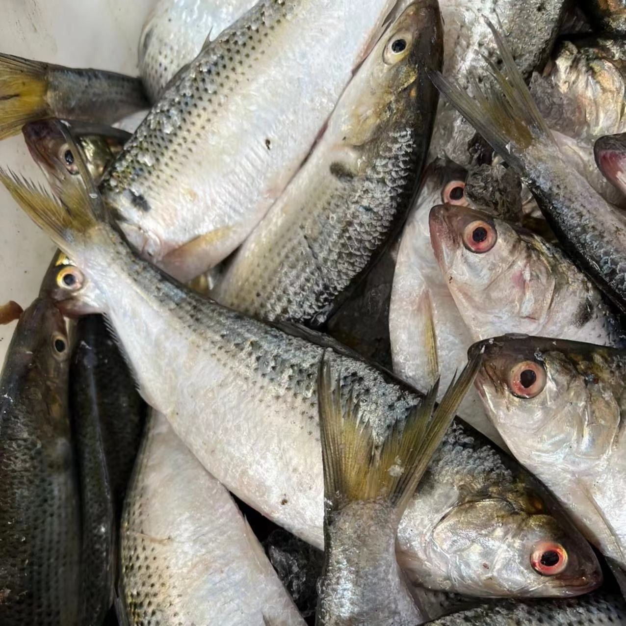 大连 野生鲮鲫鱼 4斤