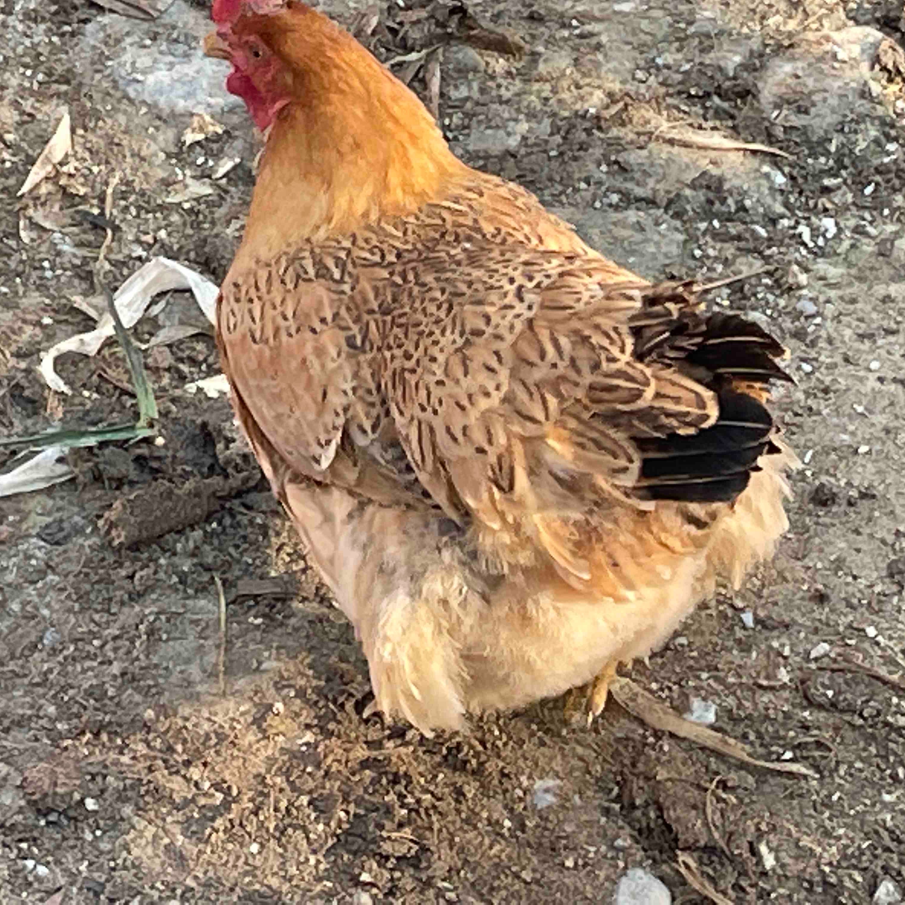 农家散养老身营养老母鸡