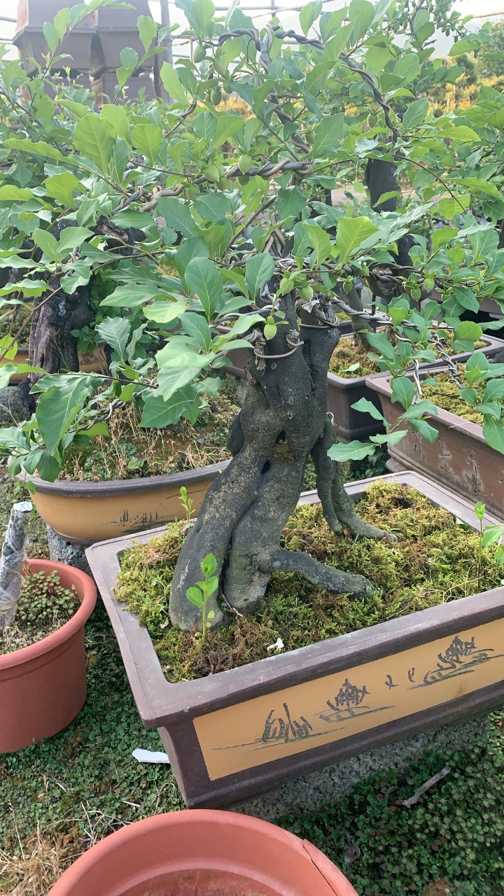 老鸦柿盆景一物一拍各大品种苗都有，直播间专用链接不要乱拍