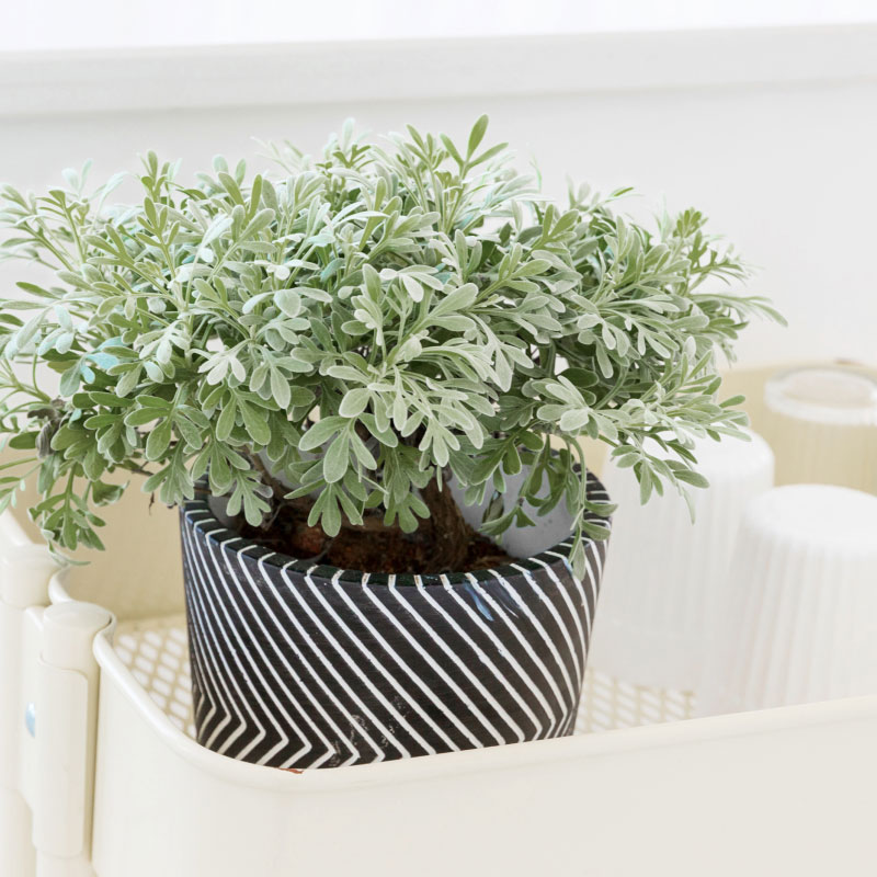 罗曼的花园芙蓉菊盆栽苗清新冷淡银白色雪艾植物庭院阳台观赏花卉