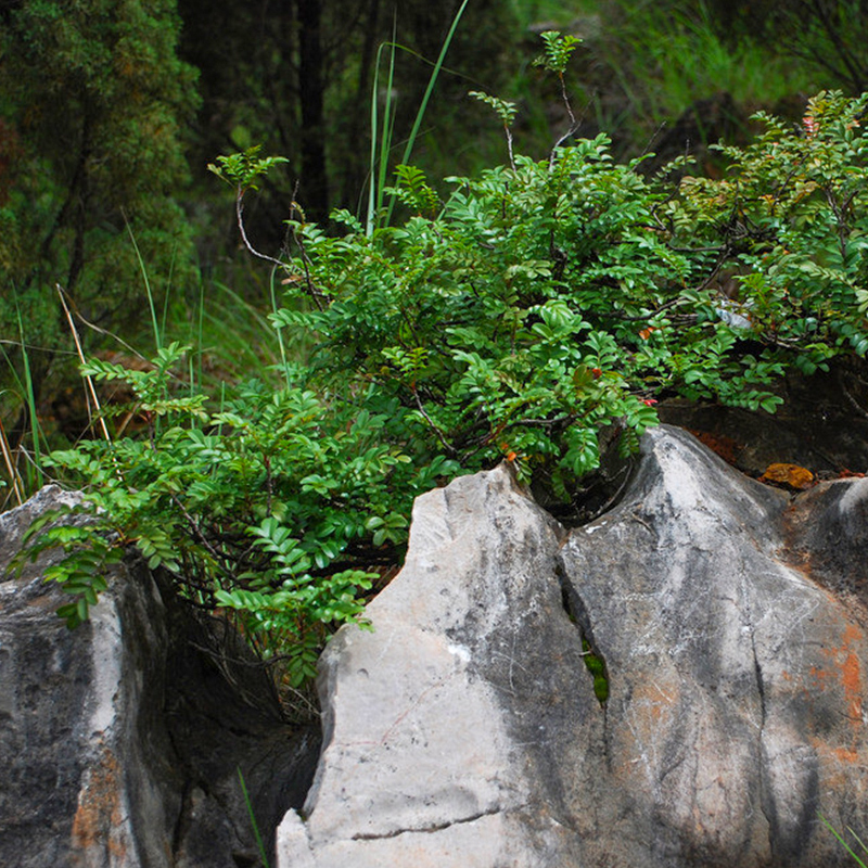 罗曼的花园  清香胡椒木盆栽苗净化空气吸甲醛树型四季常青植物