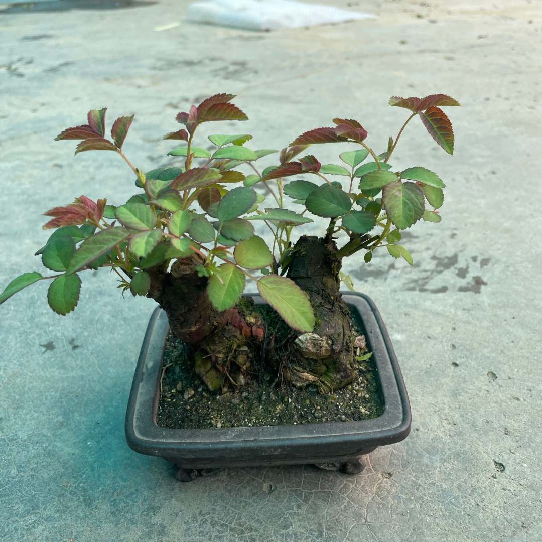云川盆景 野蔷薇迷你盆景阳台四季花开盆栽花卉 直播间一物一拍