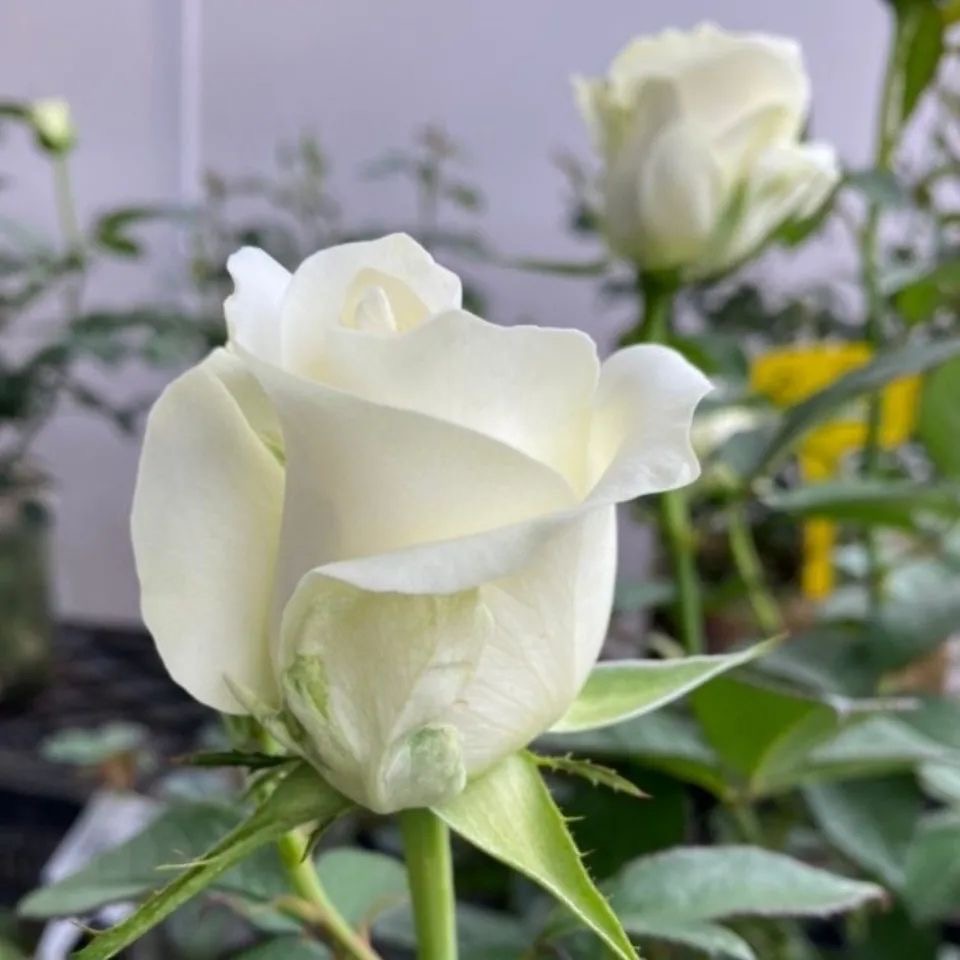 【白巧克力/骄傲】月季玫瑰特大花苗切花盆栽四季灌木庭院阳台