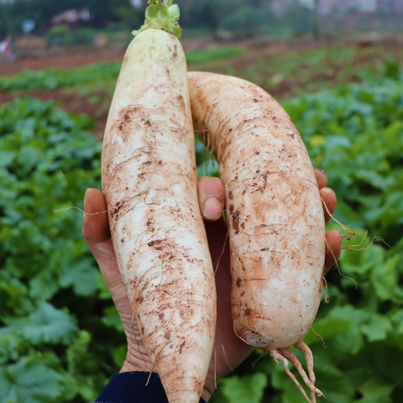 湖南衡阳本地农产品农家新鲜蔬菜炒菜煲汤凉拌腌制新鲜白萝卜5斤