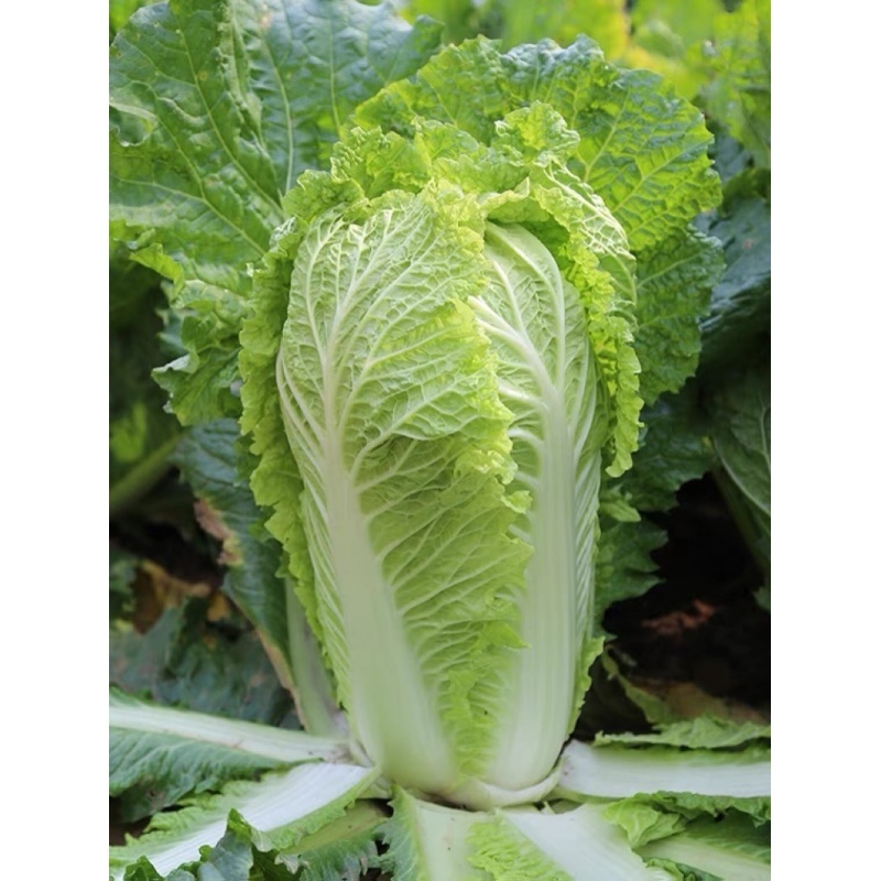 湖南本地新鲜大白菜农家自种老品种露天种植新鲜蔬菜叶子菜