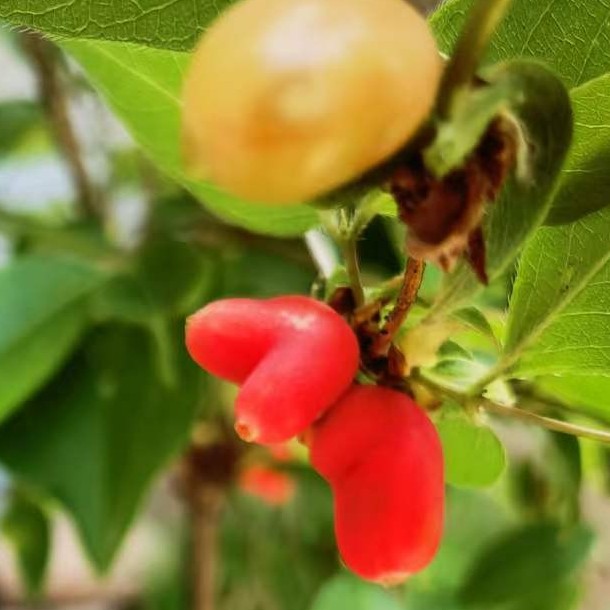 爱心果(盆栽）开花白色 结果绿色 成熟红色爱心