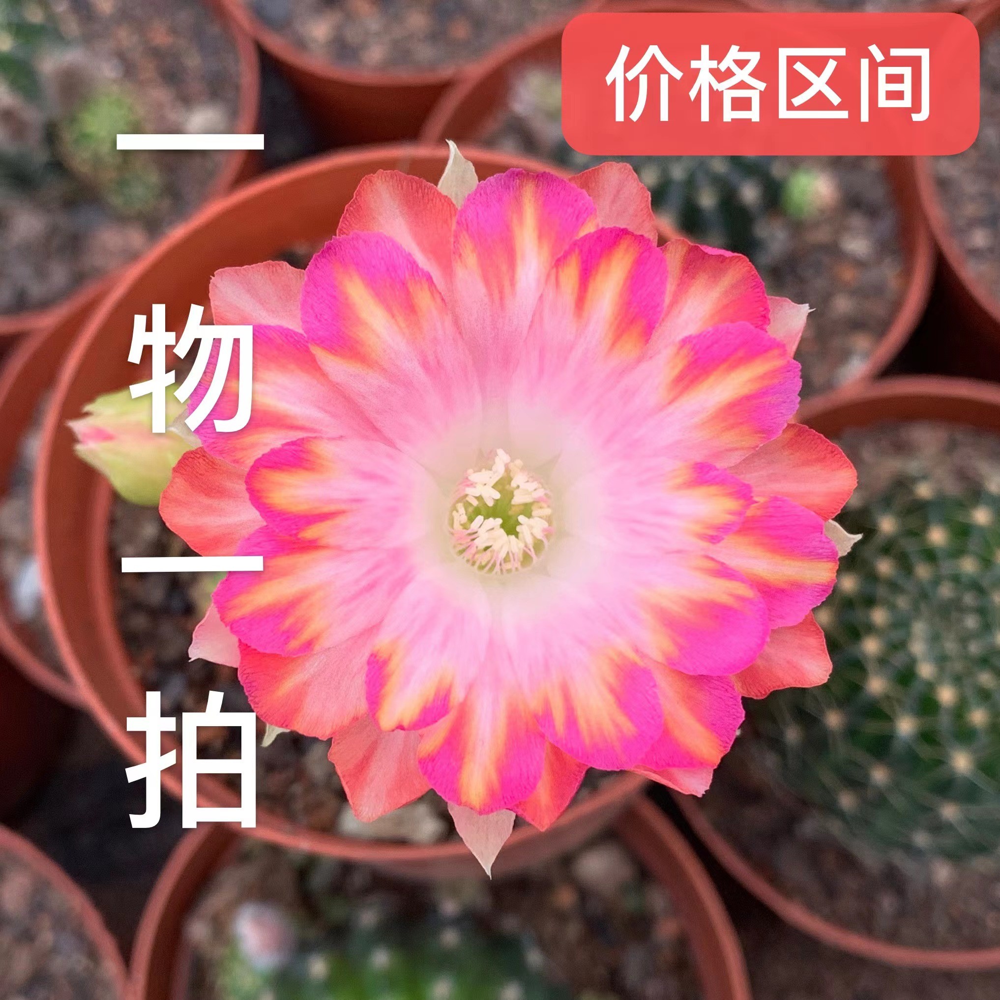 仙人球一物一拍专链植物夏季空气净化防辐射开花品牌春季
