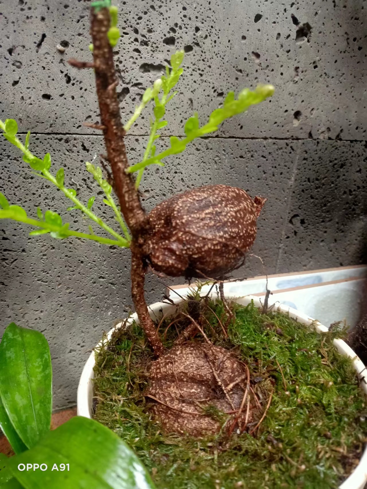 各类树萝卜，绿植。一物一拍。偏远地区不包邮！