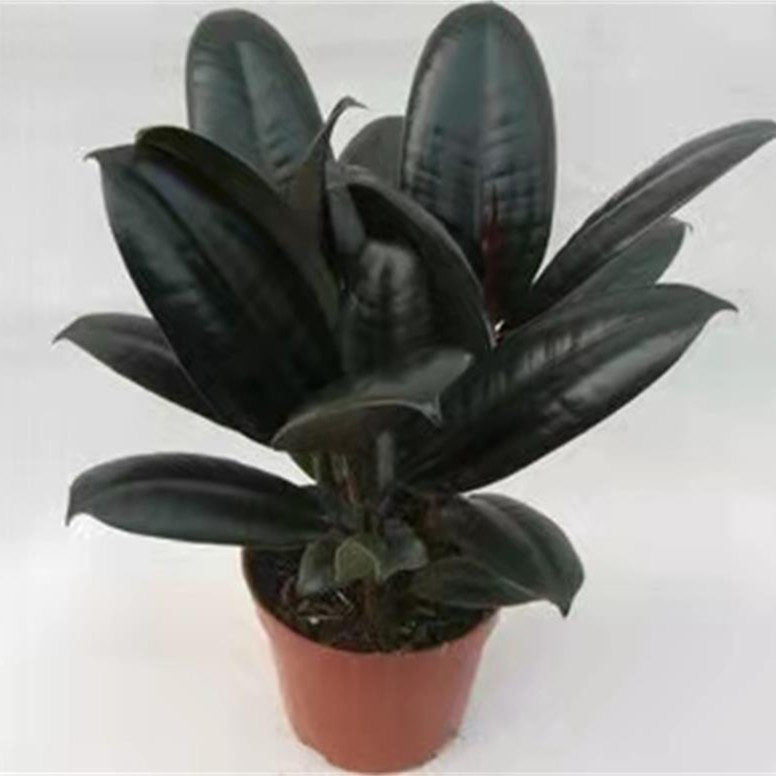 黑金刚橡皮树  桌面植物
