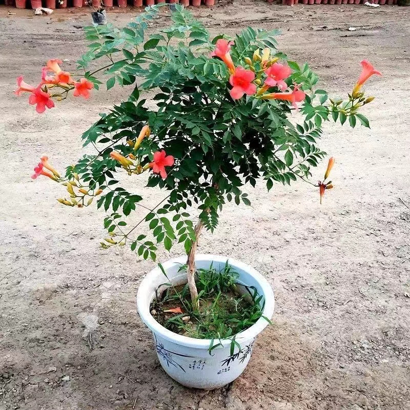 凌霄花苗爬藤植物盆栽苗耐寒耐热攀援植物