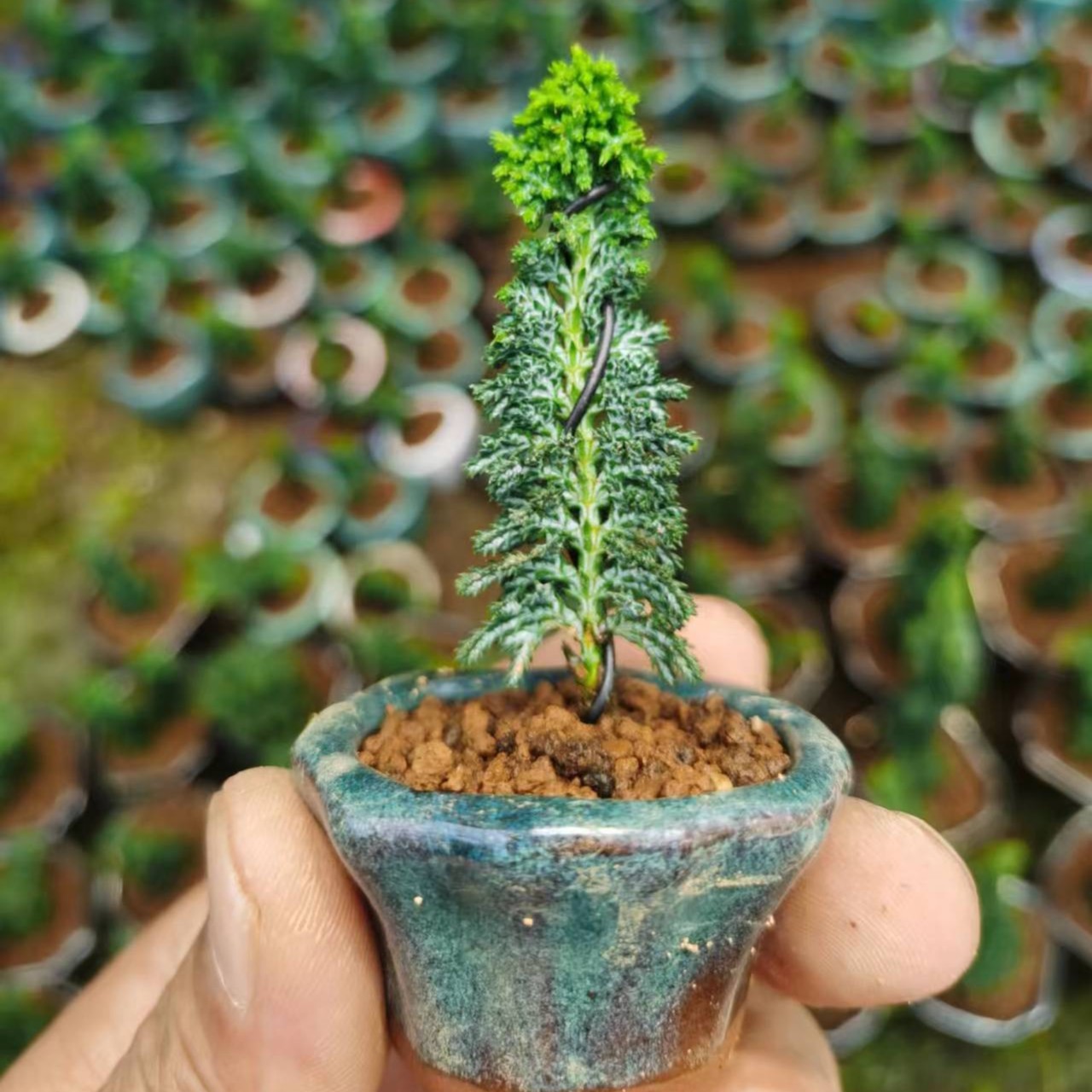 石化桧盆景 一物一拍   一物一拍 不支持直接下单