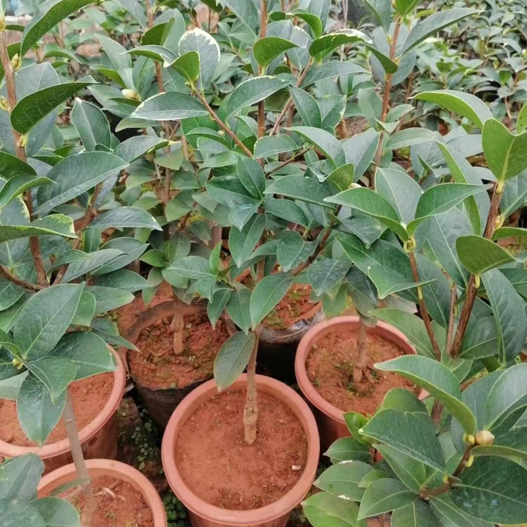 直播间一物一拍，罗汉松/茶花